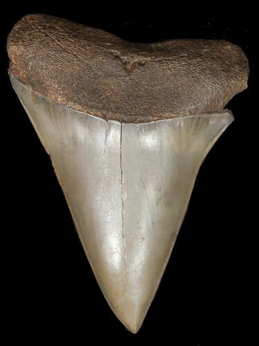 Fossil Mako Shark Tooth - Georgia #45324